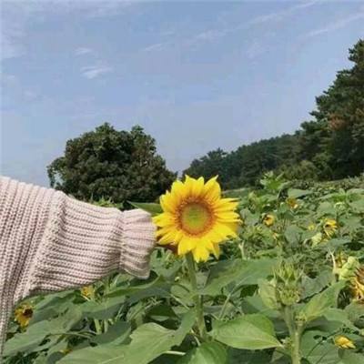 九游暖雪手游下载